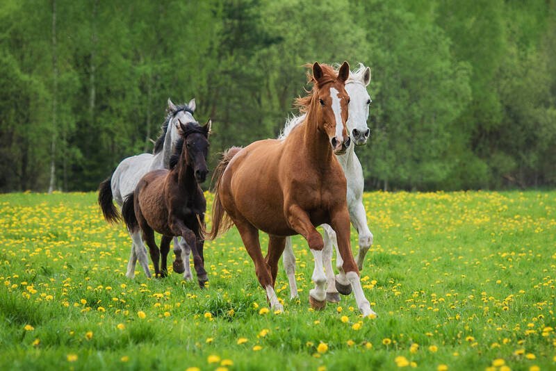 AdobeStock Pferdeherde 427345224©Rita Kochmarjova