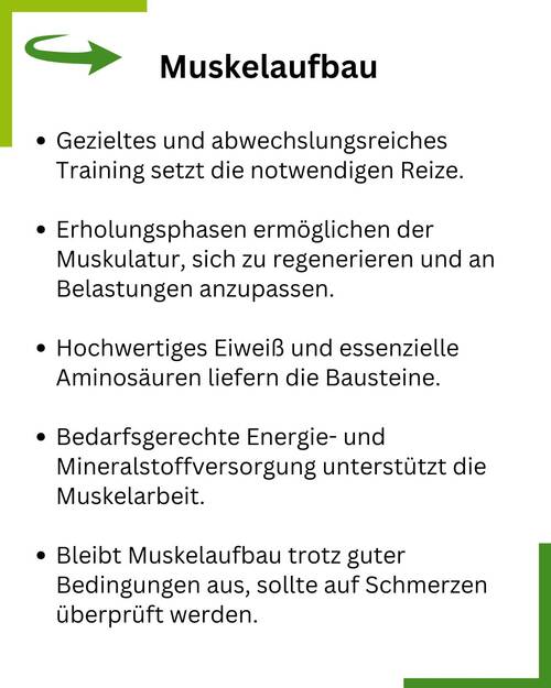 Pferd Muskulatur Zusammenfassung