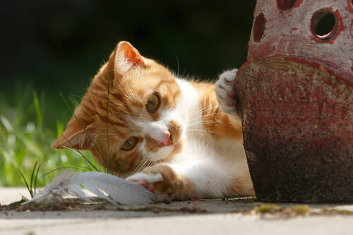 blog/die-ausleitungskur-fuer-katzen