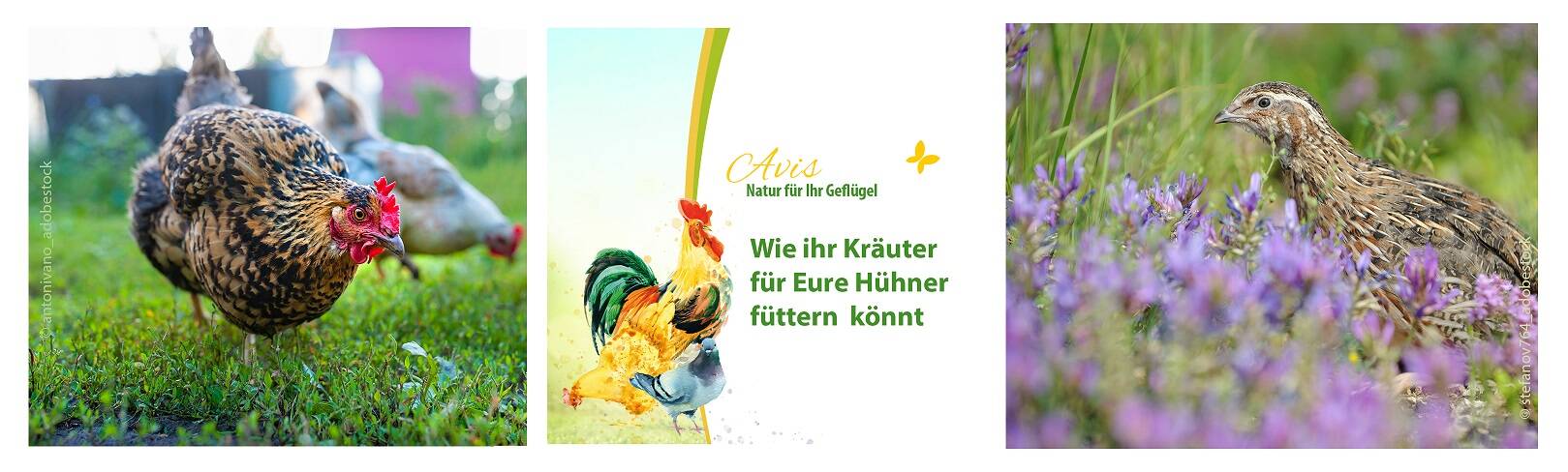 Tipps von PerNaturam zum Thema Geflügel
