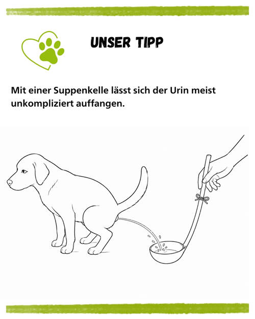 PH Hund Urin Auffangen