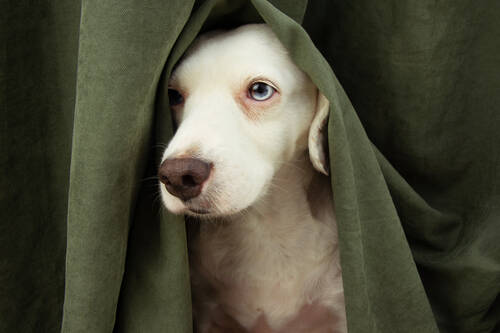Labrador gruen AdobeStock 372420250©Sandra