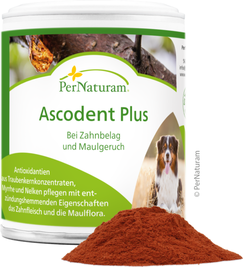 Ascodent Plus - ZahnHygiene