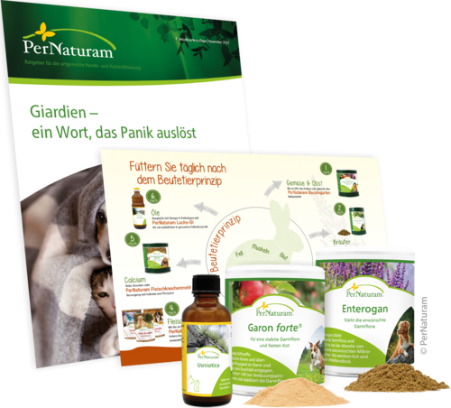 GiarExil Paket web