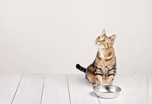 blog/artgerechte-katzenfuetterung-kurz-knapp-so-ernaehrst-du-deine-katze-wirklich-richtig