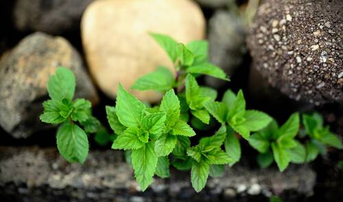 blog/die-natur-als-apotheke