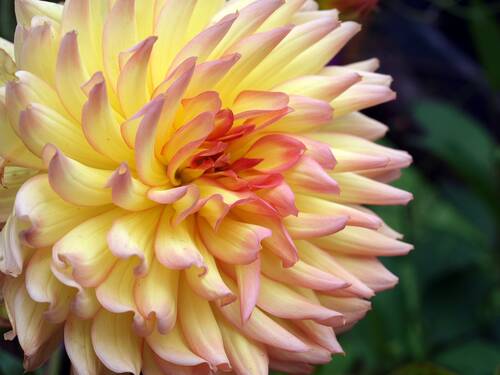 blog/dahlie