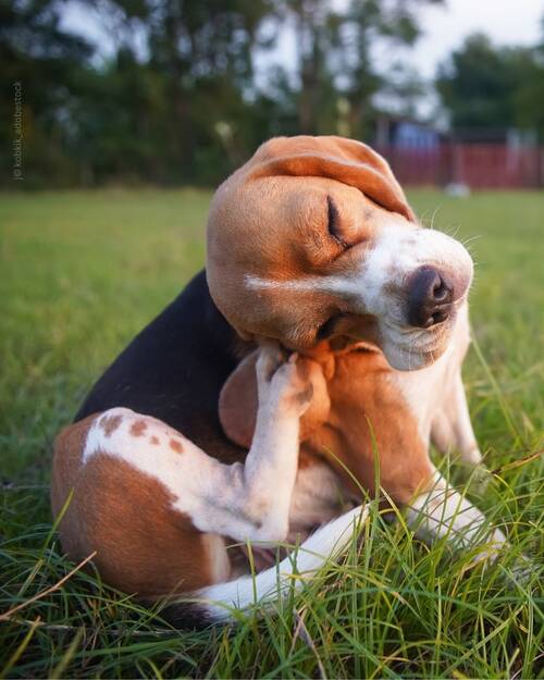 Lausfliegen Hund Foto