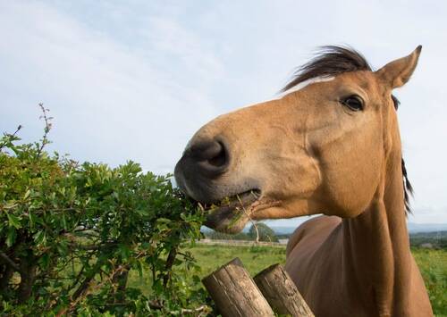 blog/wildhecken-und-baeume-fuer-pferde