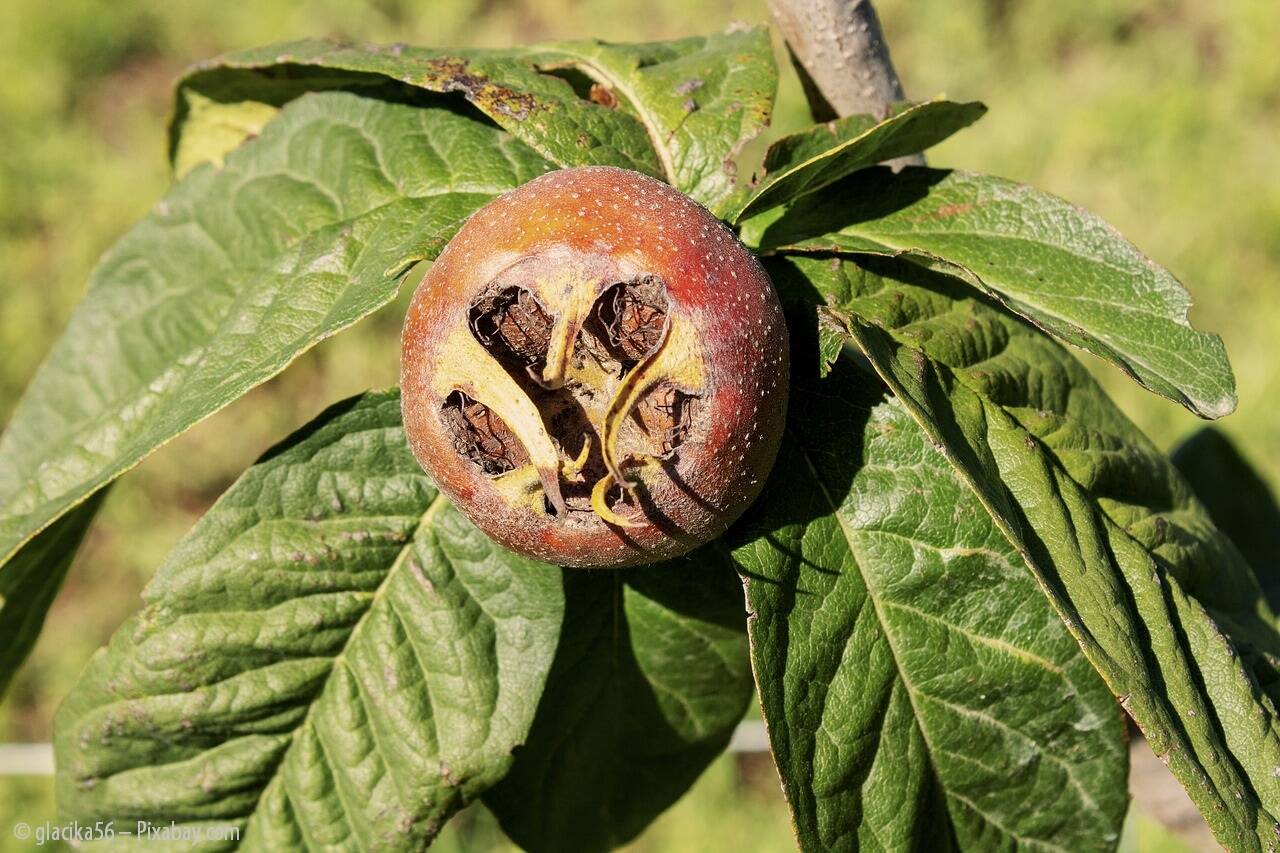 Pixabay medlar 3602898 1280