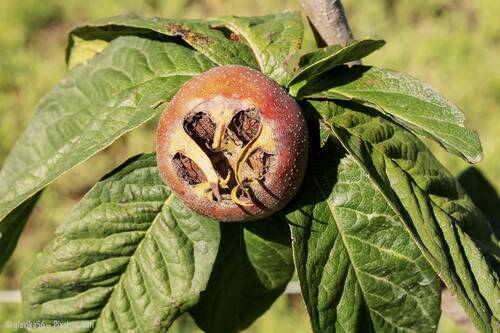 Pixabay medlar 3602898 1280