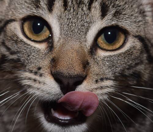 blog/so-klappt-die-futterumstellung-bei-katzen