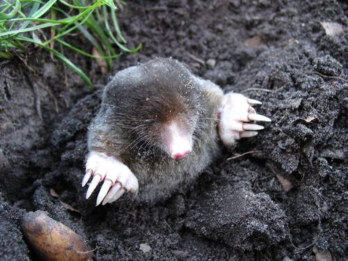 mole, nature, animals