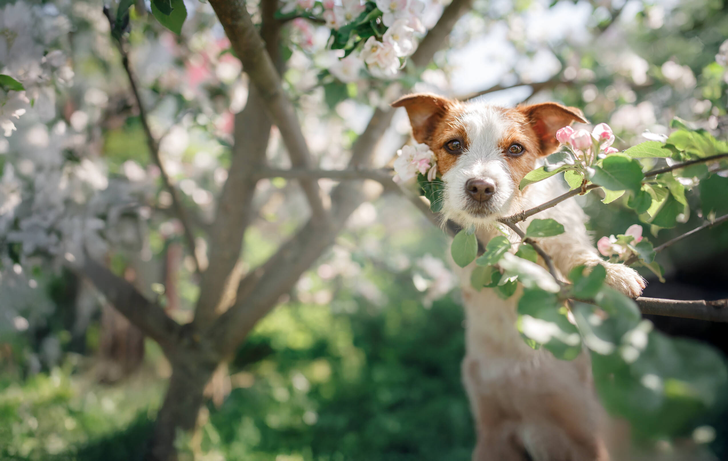 Grundversorgung für Hunde