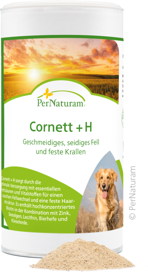 Cornett +H