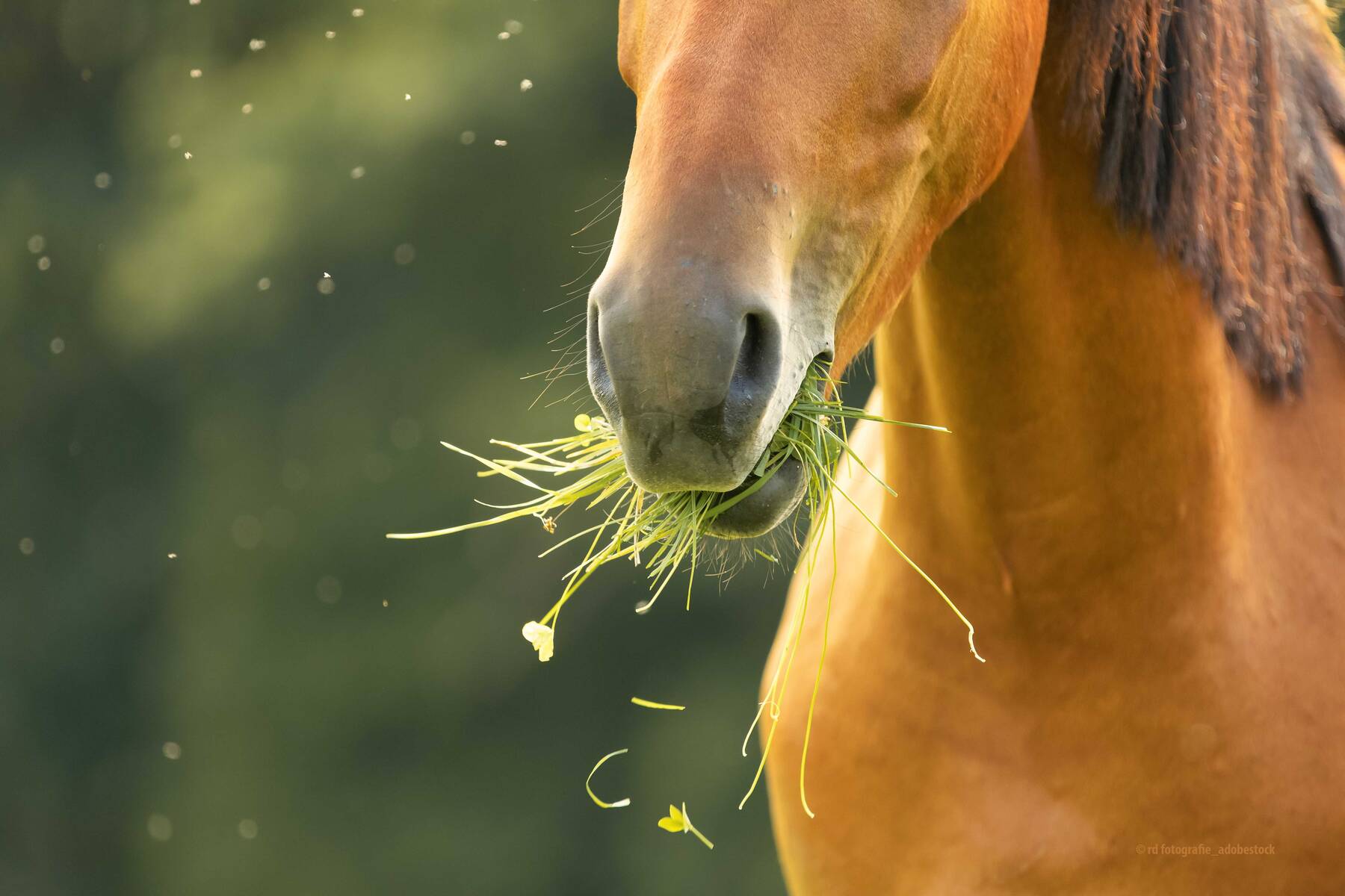 AdobeStock 479948756 rd fotografie mit ©
