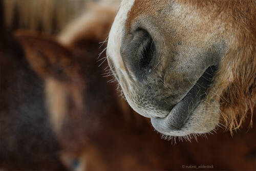Atemwege beim Pferd