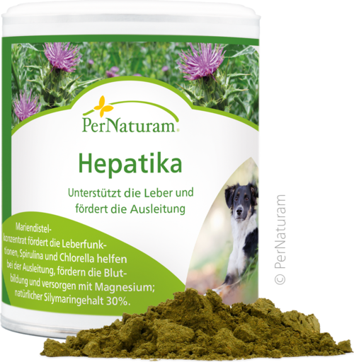 Hepatika - LeberKräuter