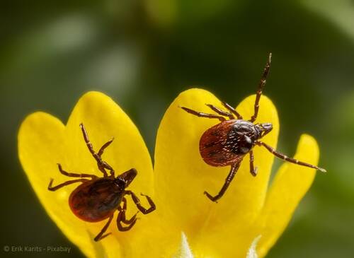 blog/mit-dem-fruehjahr-kommen-die-zecken