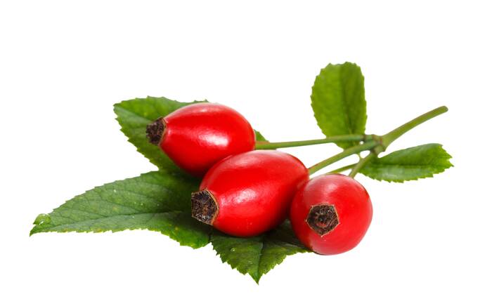 AdobeStock 534047740 Hagebutte Rosa canina ©g215