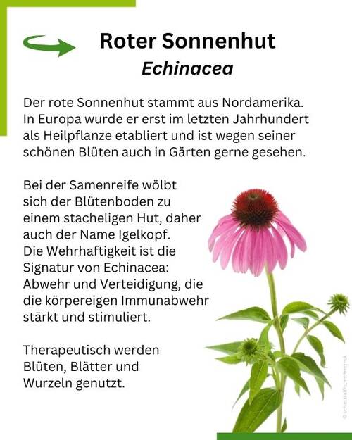Pflanzliche Helfer Textgrafik