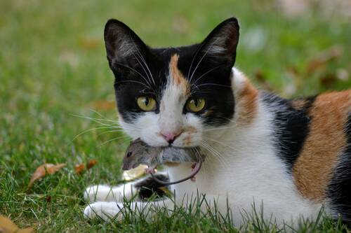 blog/die-artgerechte-ernaehrung-ihrer-katze
