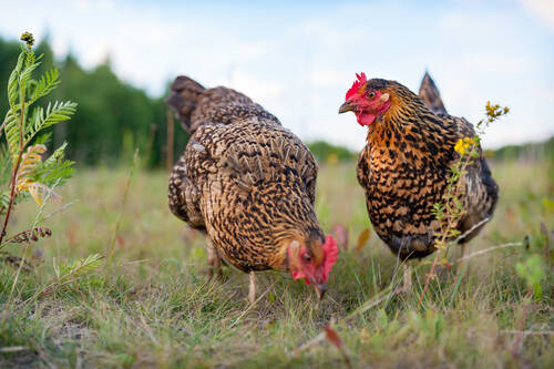 AdobeStock 359770762 Blumenhühner Wiese ©antonivano