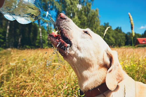 Blogbeitrag von PerNaturam über Hunde