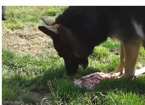 Tipps und Tricks im Blogbeitrag von PerNaturam über Hunde