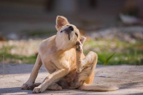Blogbeitrag von PerNaturam über Hunde