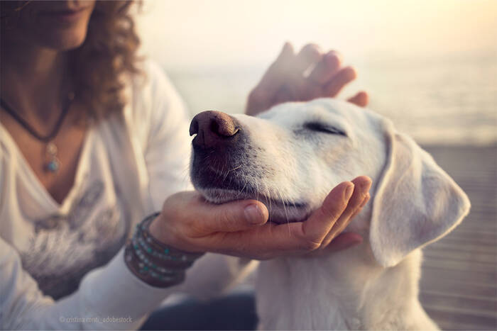 IBD und Leaky Gut beim Hund