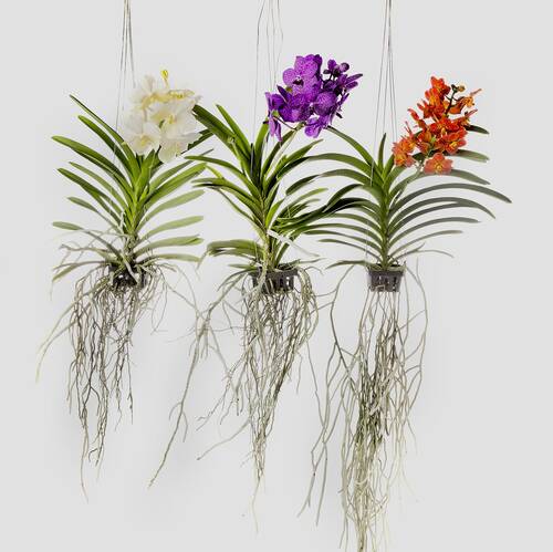 blog/orchideenpflege