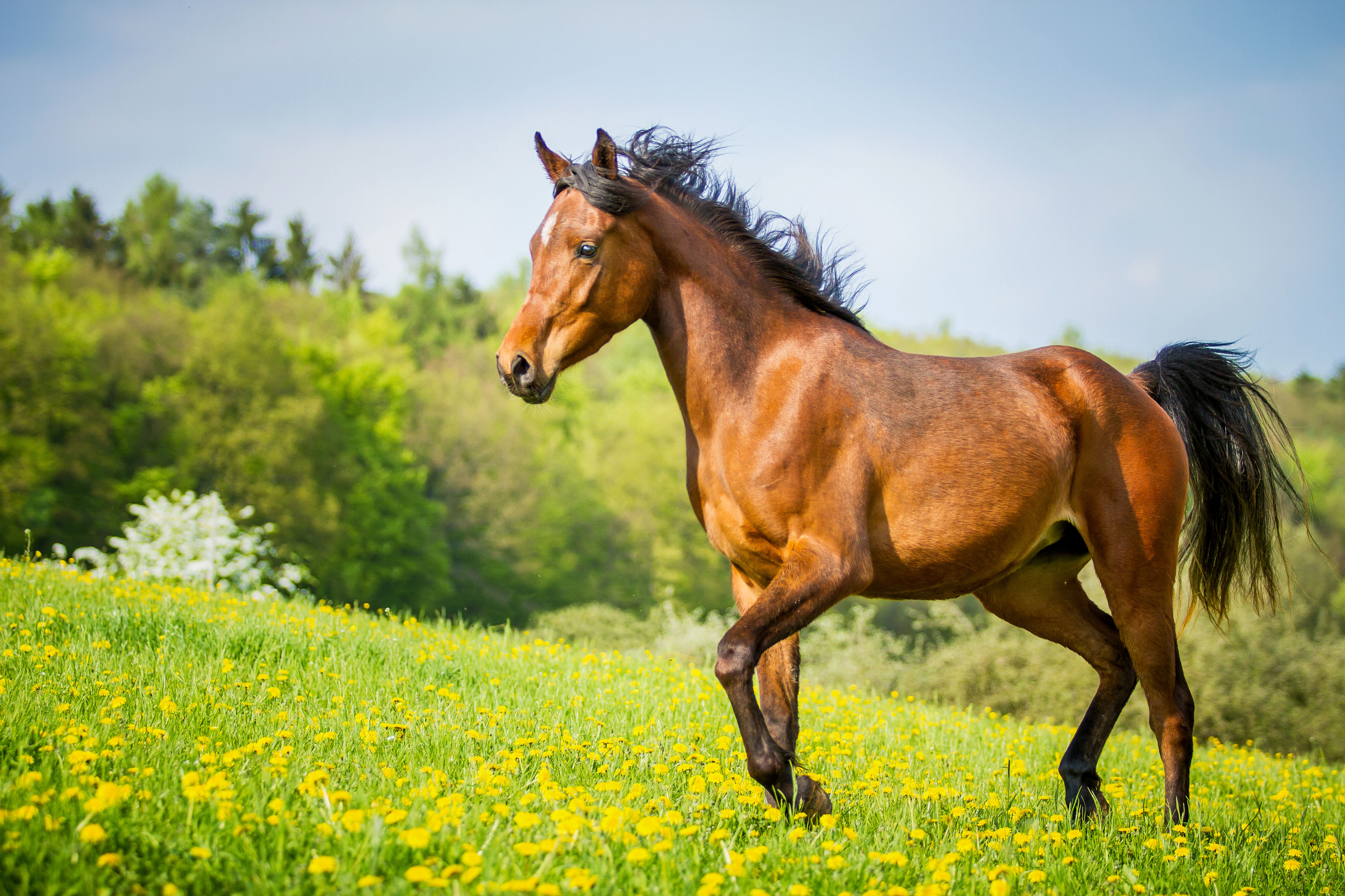 Herz, Kreislauf & Durchblutung