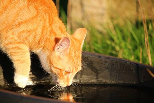 blog/katzen-und-der-sommer