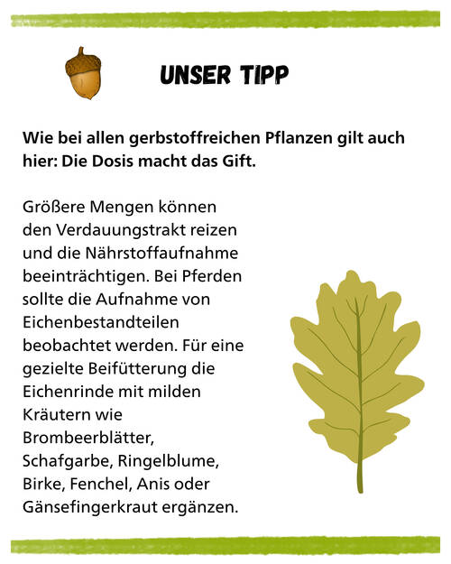 Eiche kurz und knapp  unser Tipp