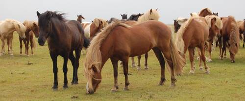 P5 horses 2157629 © jonasmtbxdk pixabay