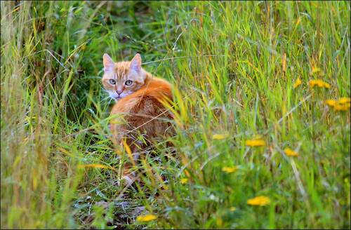 blog/die-katze-laesst-das-mausen-doch