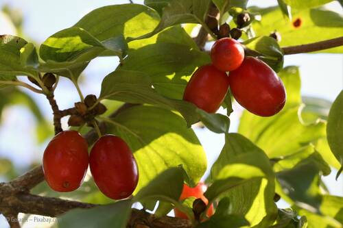 Pixabay cornus mas 4384040 1280