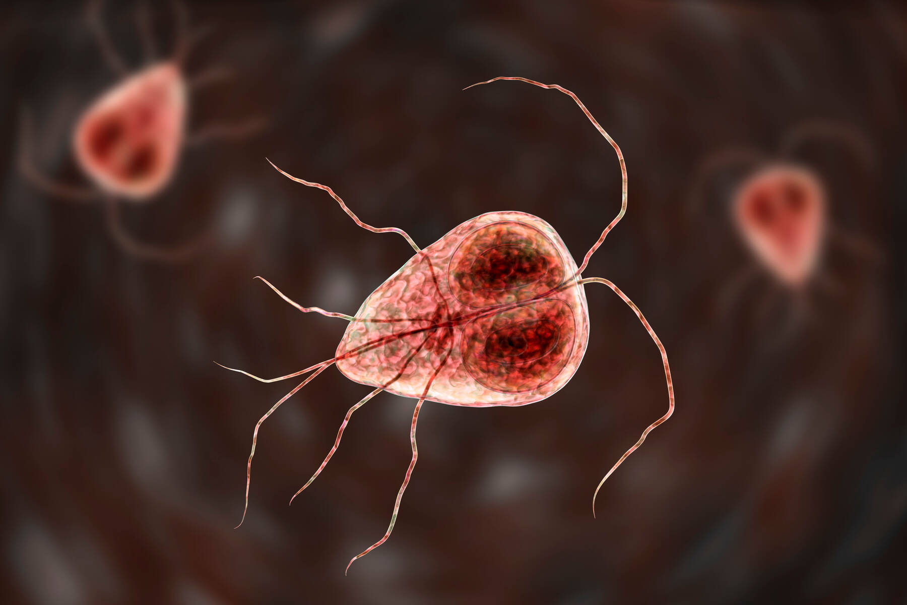 Giardien AdobeStock 220276075©Dr Microbe 