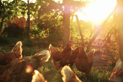 Tipps von PerNaturam zum Thema Geflügel