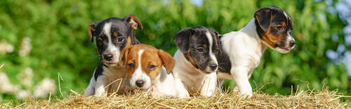 Blog über Natürliche Tiernahrung für Hunde von PerNaturam