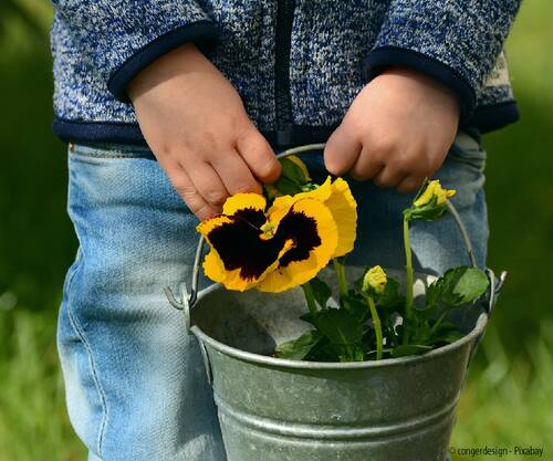 Pansy 2173208 © congerdesign pixabay Ausschnitt