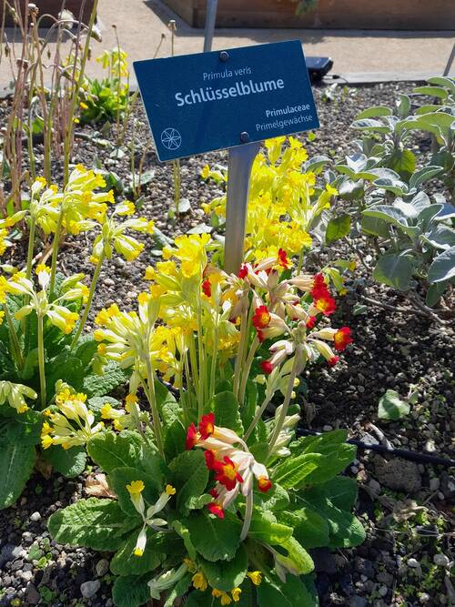 blog/die-schluesselblume