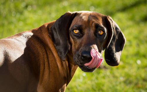 Blog über Natürliche Tiernahrung für Hunde von PerNaturam