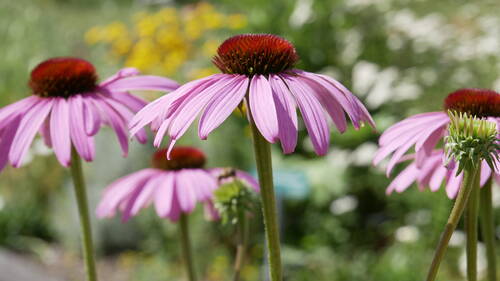 blog/amerikanische-schoenheit-der-rote-sonnenhut-echinacea