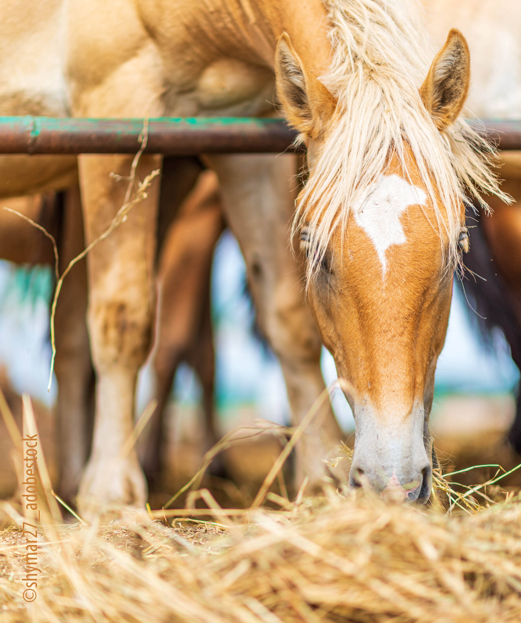 AdobeStock 275213655 shymar27  mit ©