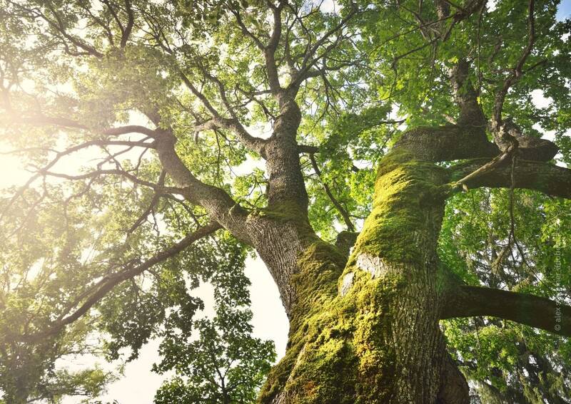 blog/ein-baum-als-heilpflanze-die-eiche