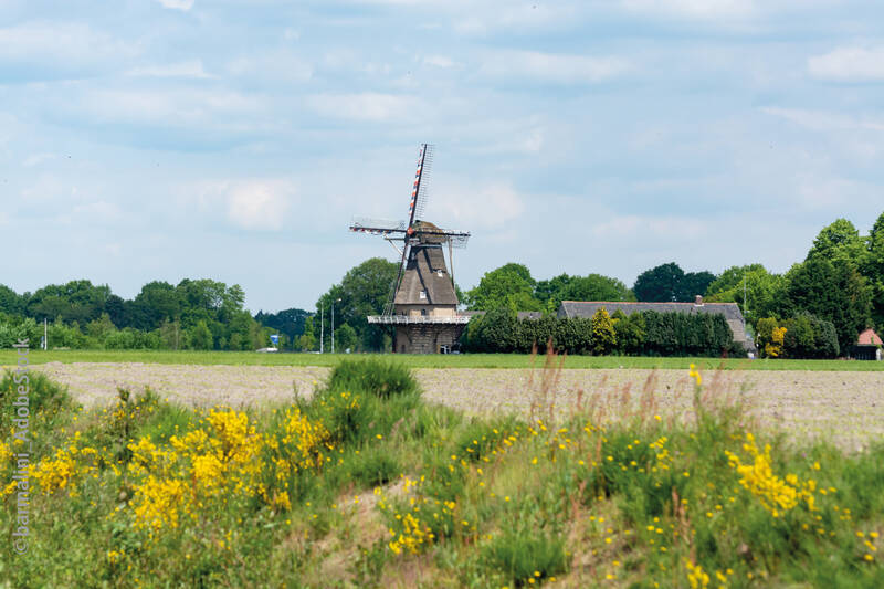AdobeStock Windmühle Holland 350177513@barmalini