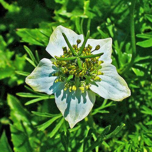 Wikimedia 767px Nigella sativa 002 (c) H