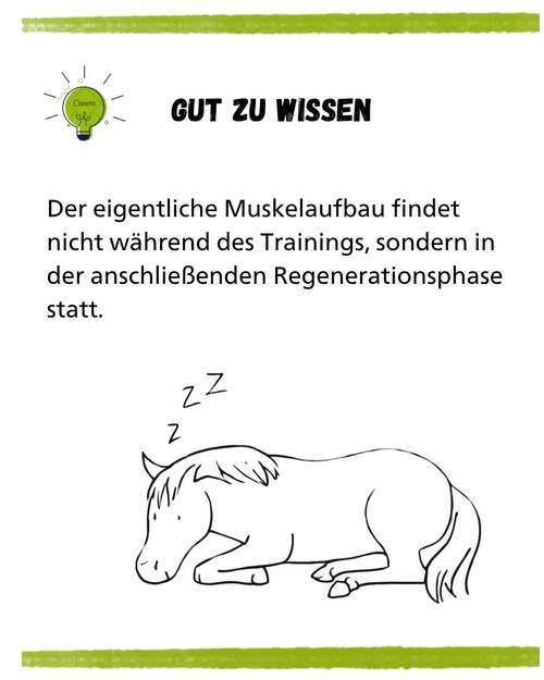Pferd Muskulatur Gut zu wissen